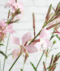 Gaura Whirling Butterfly