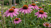 Echinacea Bravado