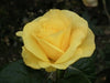 Golden Wedding Bush Rose (floribunda)