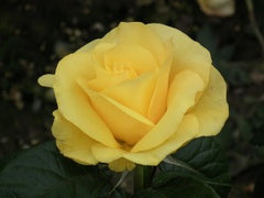Golden Wedding Bush Rose (floribunda)