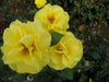 Golden Wedding Bush Rose (floribunda)