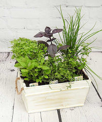 Wooden Herb Planter