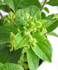 Woodland Hydrangea