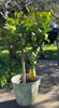 Large Lemon Tree