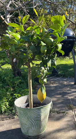 Large Lemon Tree