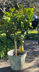 Large Lemon Tree