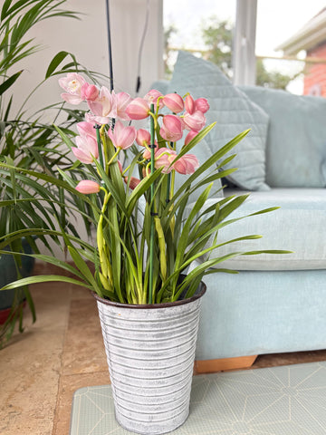 Cymbidium Orchid - Heritage Gardens UK Online Garden Centre