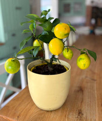 Lemon Meyer