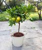 Large Lemon Meyer - Heritage Gardens UK Online Garden Centre