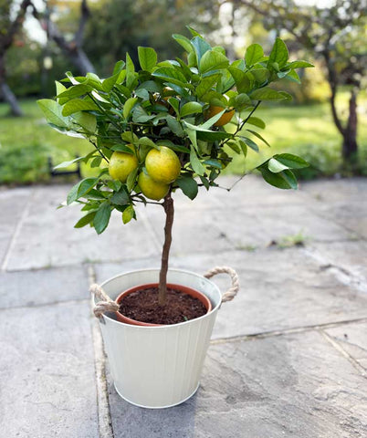 Large Lemon Meyer - Heritage Gardens UK Online Garden Centre