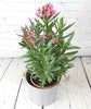 Oleander