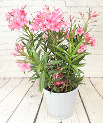 Oleander