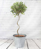 Spiral Stem Large Olive Tree - Heritage Gardens UK Online Garden Centre