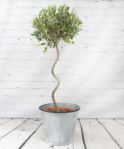 Spiral Stem Large Olive Tree - Heritage Gardens UK Online Garden Centre