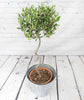 Spiral Stem Large Olive Tree - Heritage Gardens UK Online Garden Centre