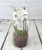 Orchid Terrarium