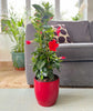Tall Dipladenia