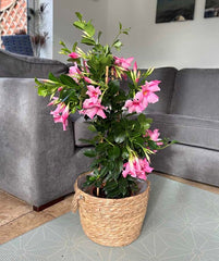 Tall Dipladenia