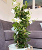 Tall Dipladenia