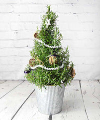 Christmas Rosemary