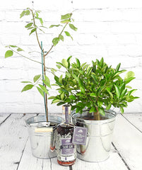 Sloe Gin Set