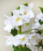 Spray Orchid - Dendrobium