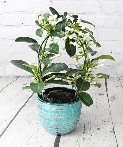 Stephanotis - Heritage Gardens UK Online Garden Centre