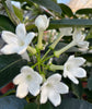 Stephanotis - Heritage Gardens UK Online Garden Centre