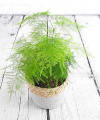 Asparagus Fern