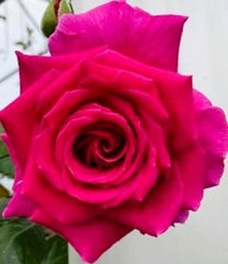 Birthday Boy Bush Rose
