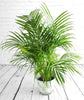 Bamboo Palm - Heritage Gardens UK Online Garden Centre