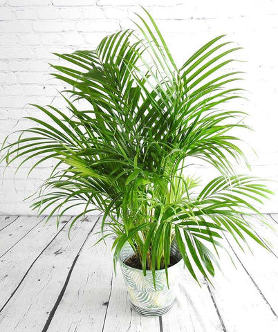 Bamboo Palm - Heritage Gardens UK Online Garden Centre