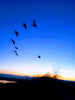 Birds - Heritage Gardens UK Online Garden Centre