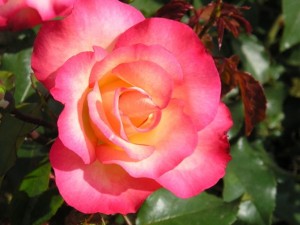 Birthday Girl Bush Rose (floribunda)