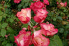 Birthday Girl Bush Rose (floribunda)