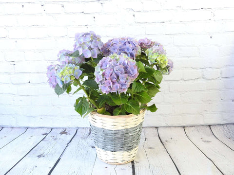 Blue Hydrangea - Heritage Gardens UK Online Garden Centre