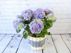 Blue Hydrangea