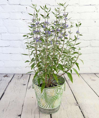 Bluebeard - Heritage Gardens UK Online Garden Centre