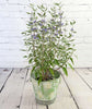 Bluebeard - Heritage Gardens UK Online Garden Centre