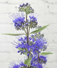 Bluebeard - Heritage Gardens UK Online Garden Centre