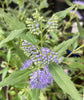 Bluebeard - Heritage Gardens UK Online Garden Centre
