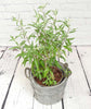 Bluebeard - Heritage Gardens UK Online Garden Centre