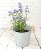 Bluebeard - Heritage Gardens UK Online Garden Centre