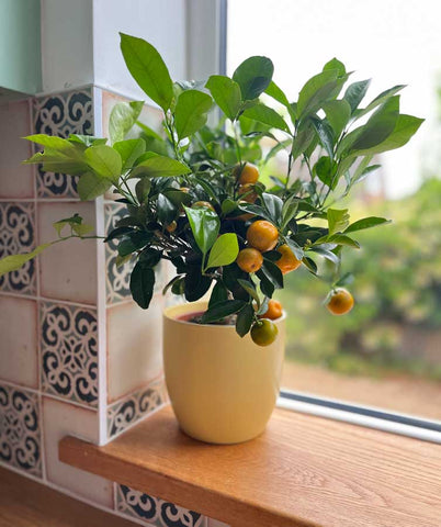 Calamondin Tree - Heritage Gardens UK Online Garden Centre