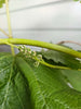 Chardonnay Grapevine - Heritage Gardens UK Online Garden Centre