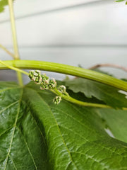 Chardonnay Grapevine