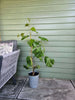 Chardonnay Grapevine - Heritage Gardens UK Online Garden Centre