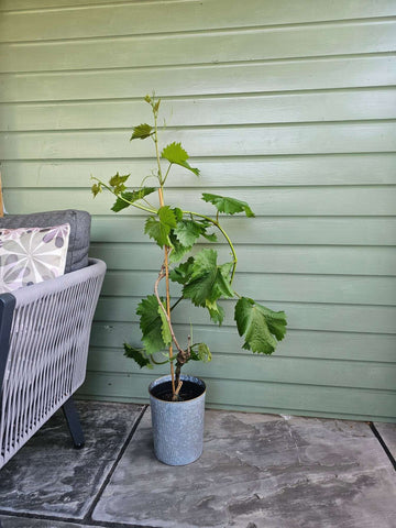 Chardonnay Grapevine - Heritage Gardens UK Online Garden Centre