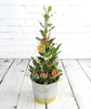 Christmas Bay - Heritage Gardens UK Online Garden Centre