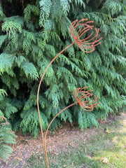 Clematis Garden Art